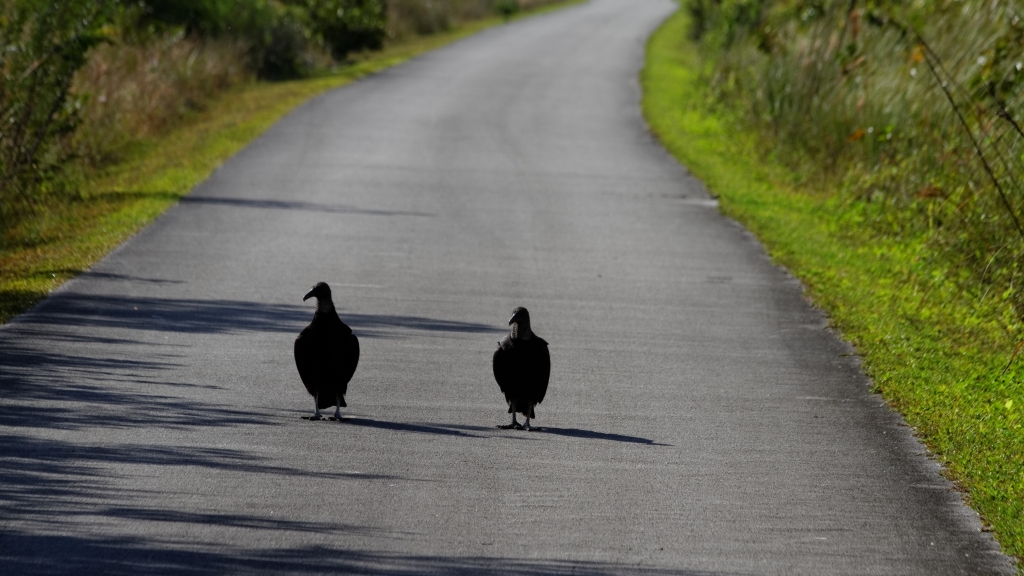 02 - Everglade NP (14).jpg